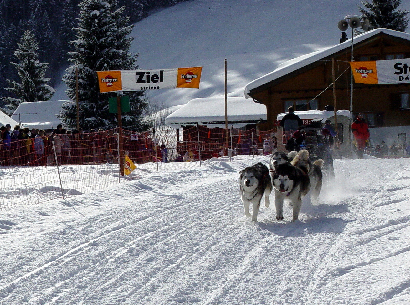 Malamuten-Gespann vor dem Start