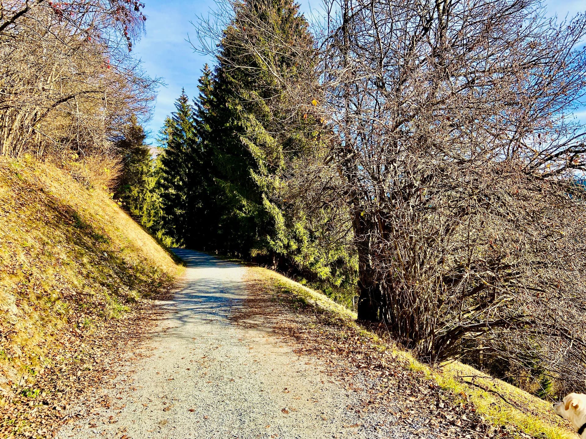 Waldweg am Hang