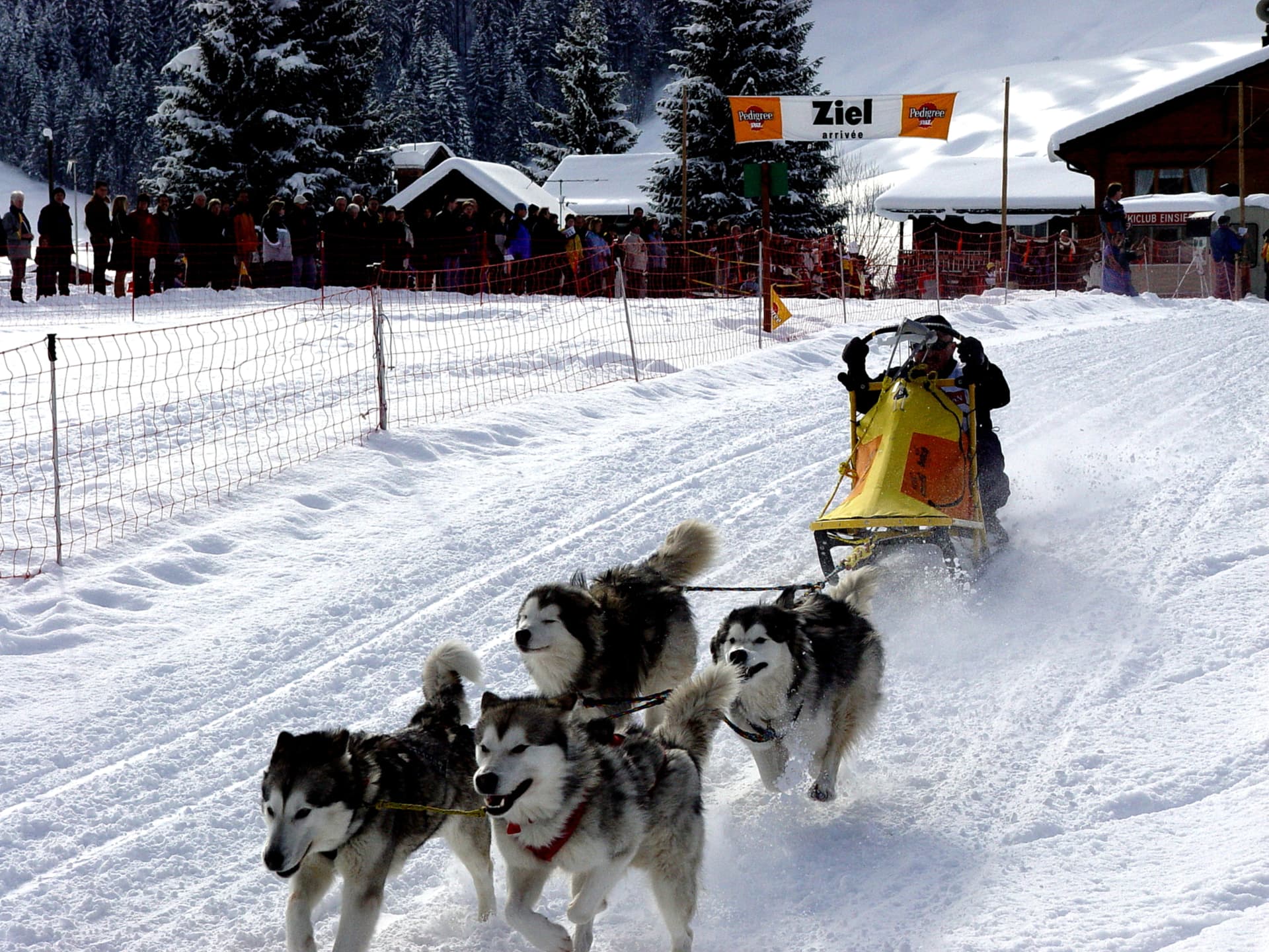 Sechs Hunde im vollen Lauf beim Start