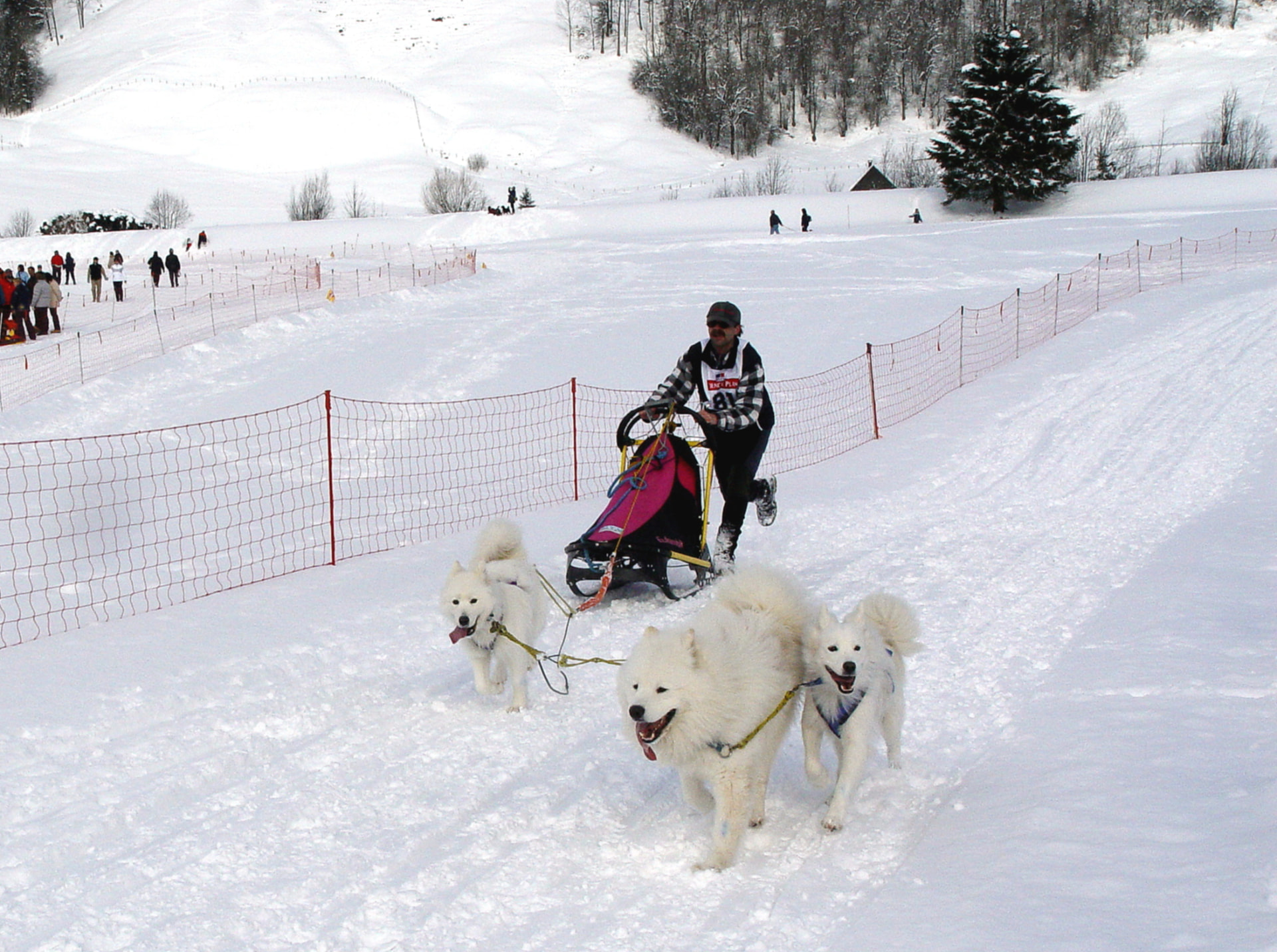 Samoyed-Team im Rennen