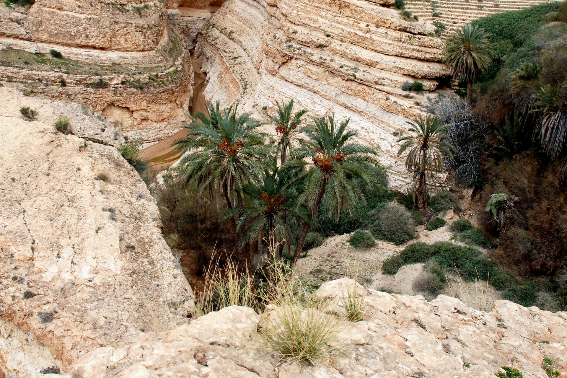 Blick in die Schlucht: Dattelpalmen und Wasserlauf zwischen geschichteten Wänden