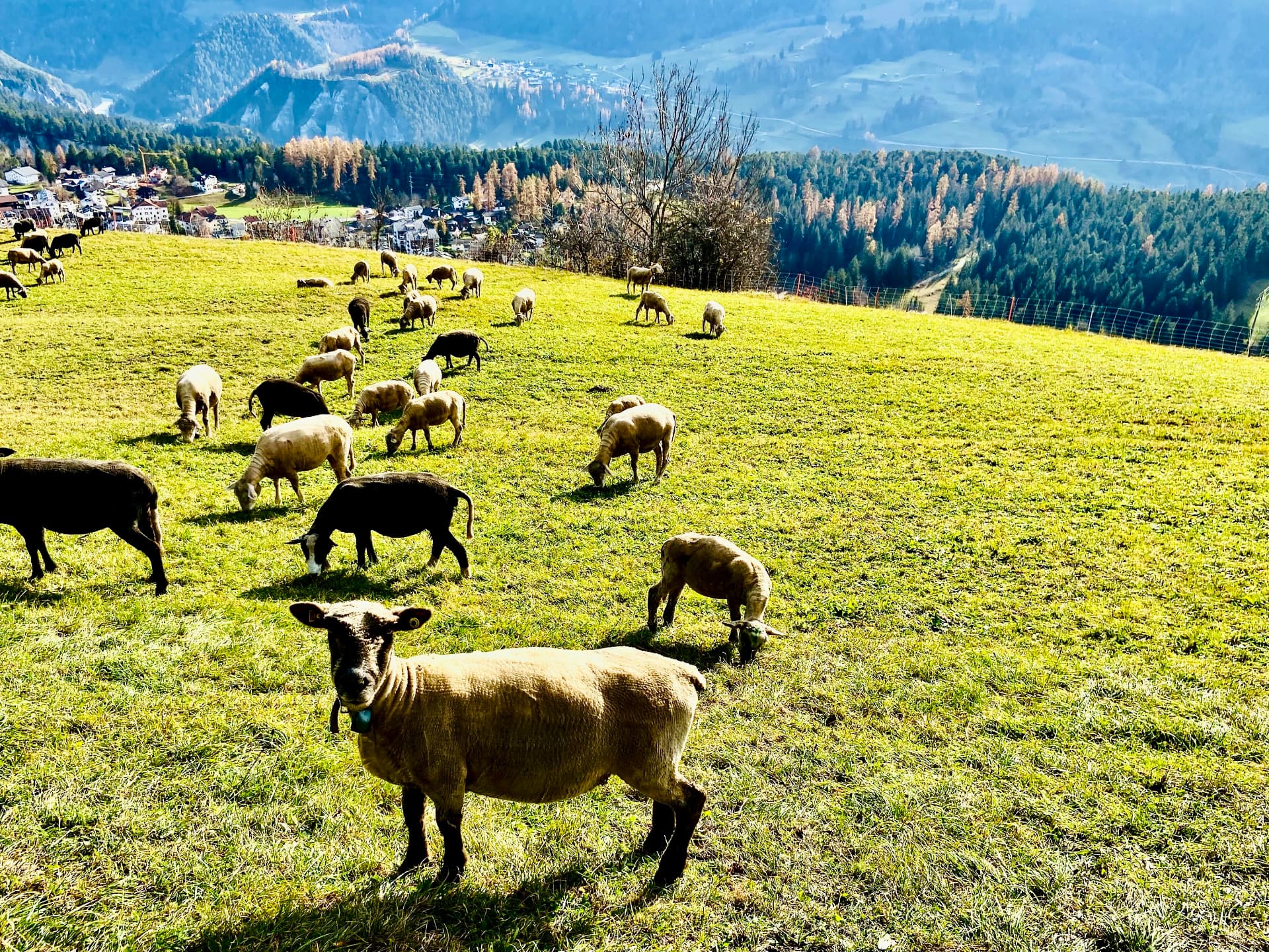 Schafe auf der sonnigen Bergweide