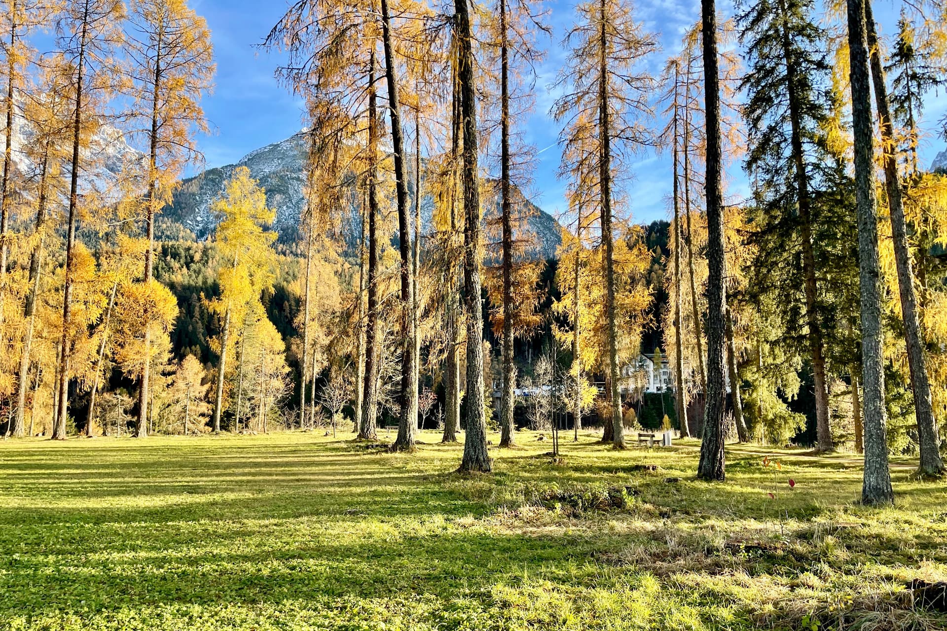 Goldene Lärchen auf der Wiese vor der Bergkulisse