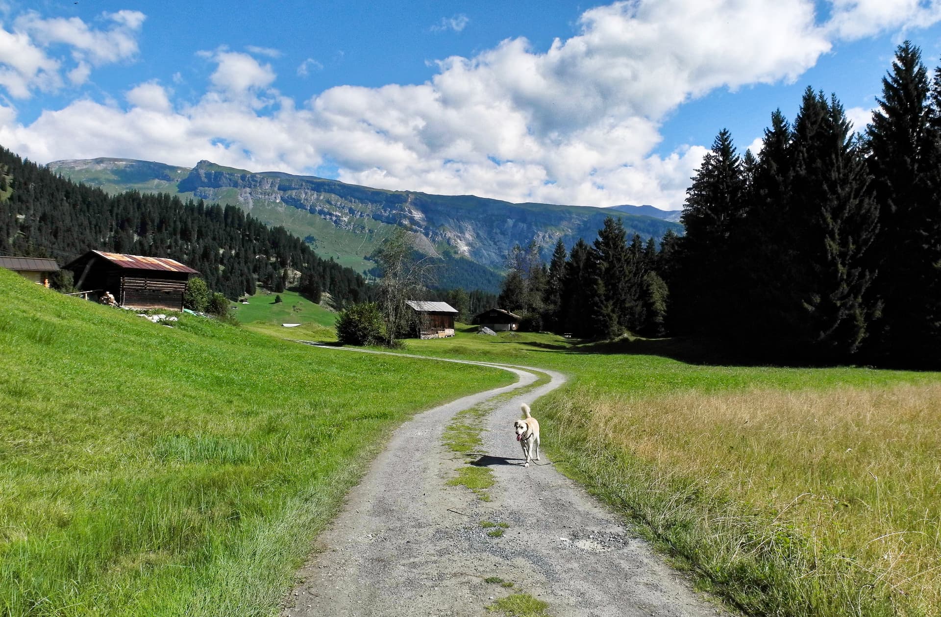 Weg durch die Wiesen vor der Bergkulisse