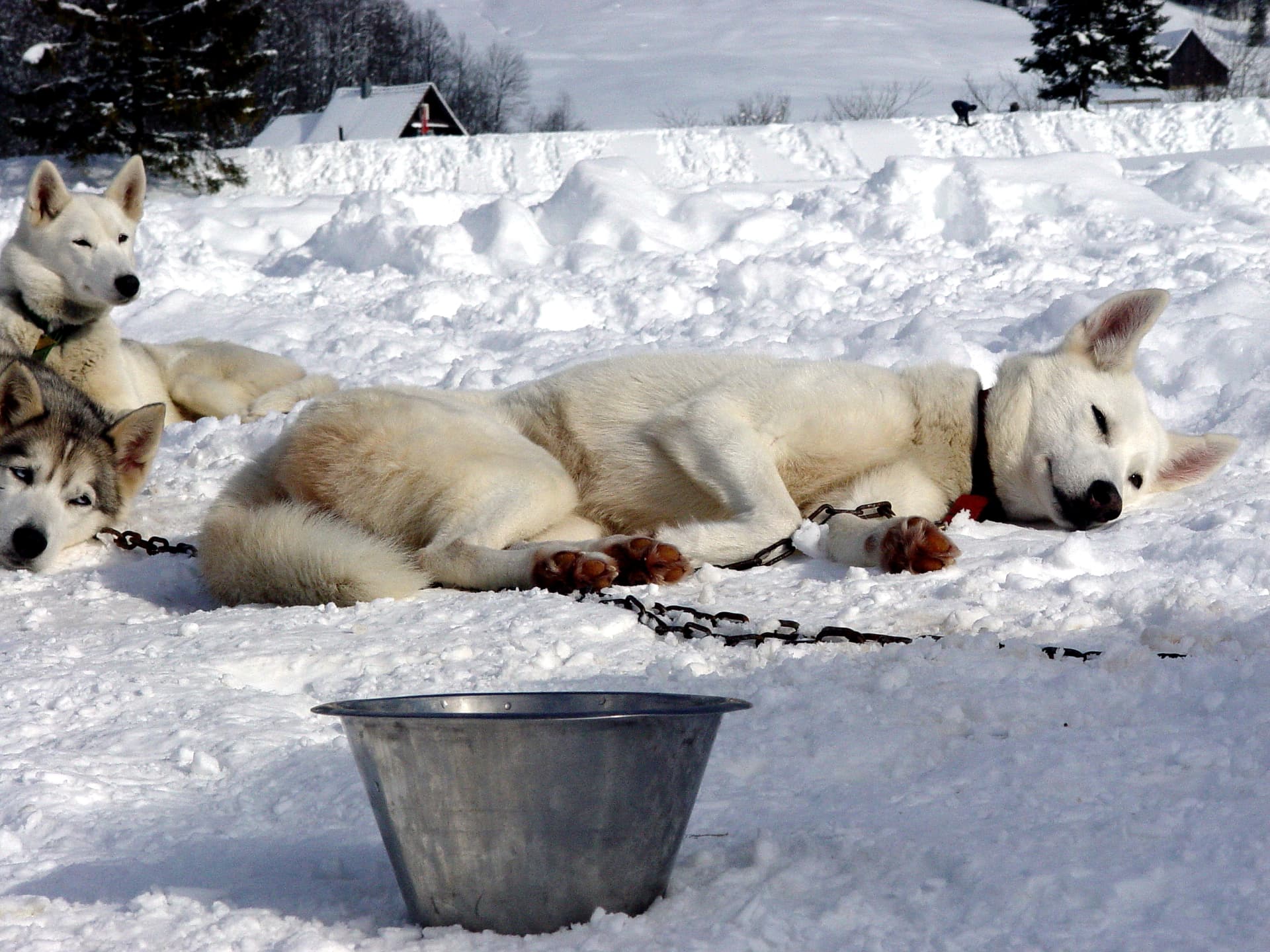 Müde Hunde in der Wintersonne